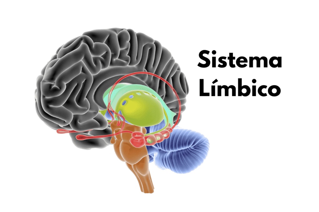 Sistema Limbico